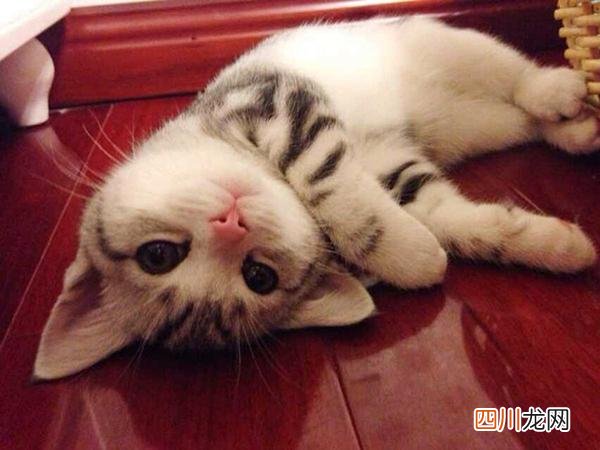 猫能吃的20种食物 猫最喜欢吃什么东西能长胖