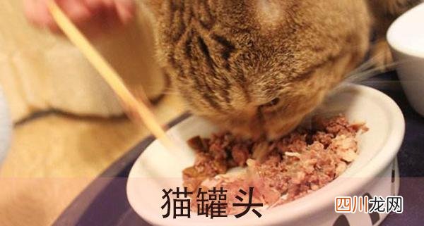 猫能吃的20种食物 猫最喜欢吃什么东西能长胖