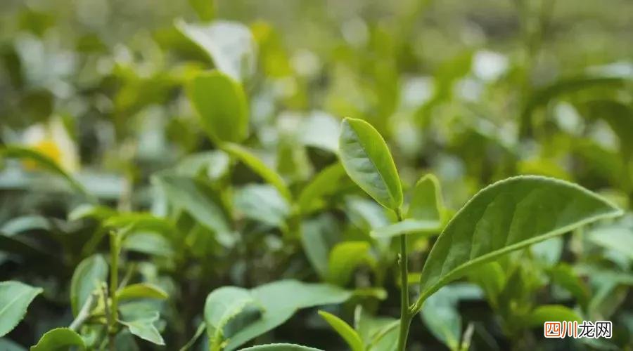 杭州茶叶品牌 杭州有哪些名茶