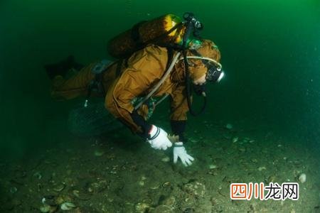 了解海参的营养价值和功效 海参几年的营养价值高