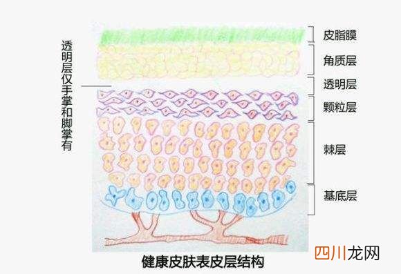 皮肤的基础知识 皮肤知识