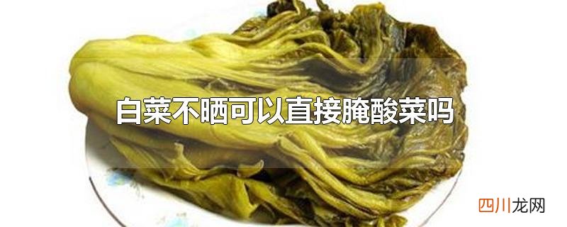 白菜不晒可以直接腌酸菜吗