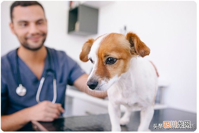 狗狗感冒药有哪些？ 狗感冒吃什么药