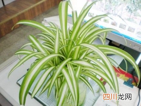 净化空气佳植物排名！ 室内净化空气的植物