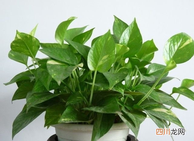 净化空气佳植物排名！ 室内净化空气的植物