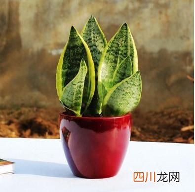 净化空气佳植物排名！ 室内净化空气的植物