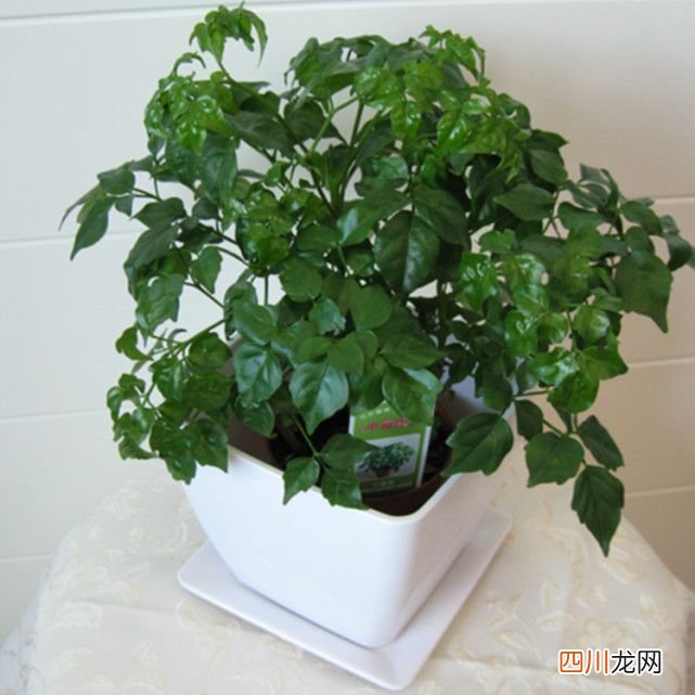 净化空气佳植物排名！ 室内净化空气的植物