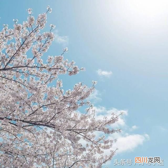 浪漫的告白情话 浪漫表白暗示情话