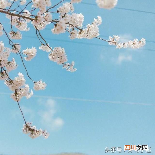 浪漫的告白情话 浪漫表白暗示情话