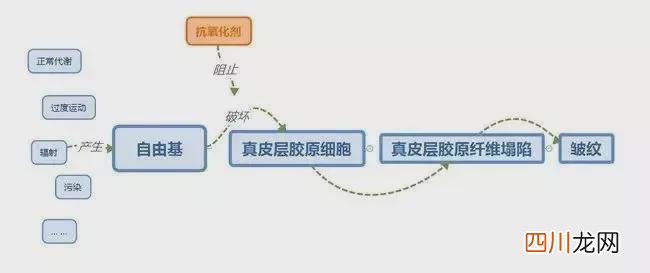 抗氧化到底在抗什么？ 抗氧化能力