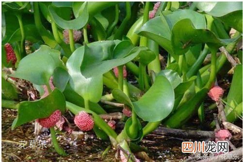 水葫芦的功效和作用介绍 水葫芦的作用