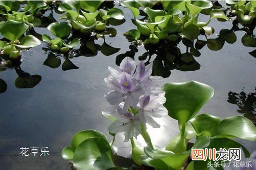 水葫芦的功效和作用介绍 水葫芦的作用