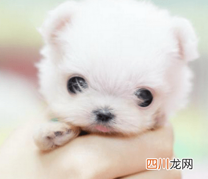 茶杯狗新报价 幼崽茶杯狗多少钱一只