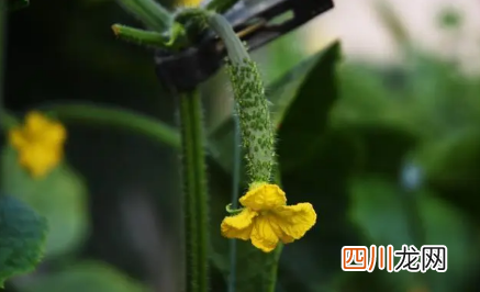 早春茬冬瓜什么时候种好