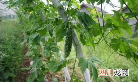 早春茬冬瓜什么时候种好