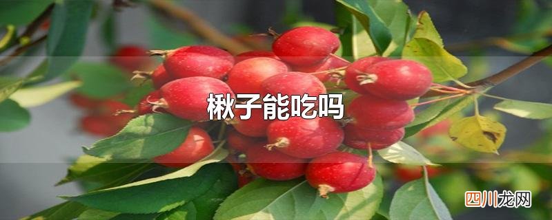 楸子能吃吗