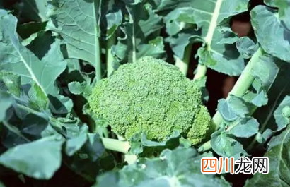 冬天养西兰花成活率高吗