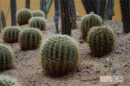 仙人掌不浇水是为什么？ 仙人掌为什么不用浇水