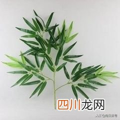 每日一药-竹叶 竹叶的功效与作用
