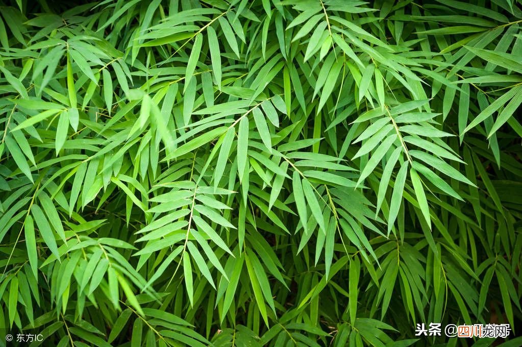 每日一药-竹叶 竹叶的功效与作用