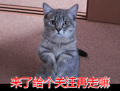 如何给狗狗取好名字？ 给狗狗起名字大全