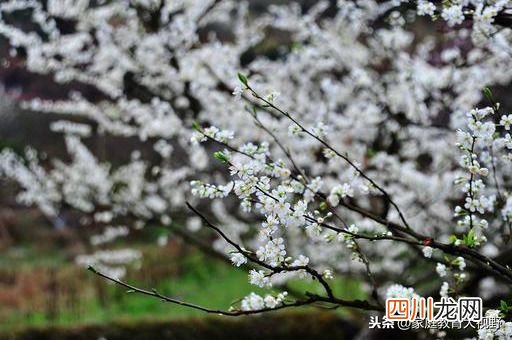 家长怎么解决与子女间的代沟？ 代沟的解决方法有哪些？