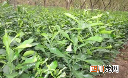 香橼苗如何栽培