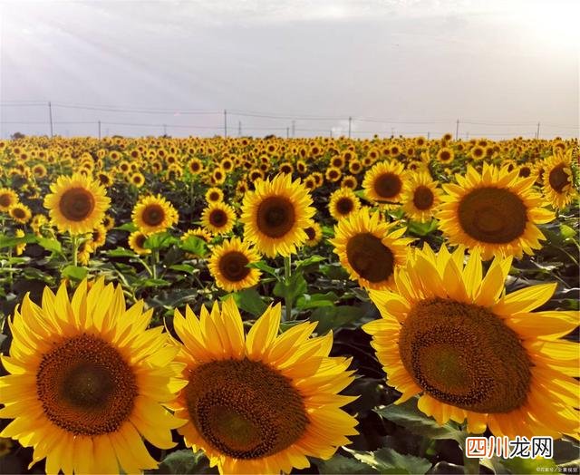 不了解向日葵的花语和寓意，千万不要送她！不然……