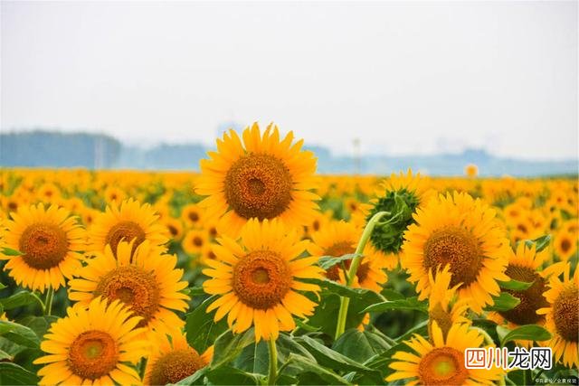 不了解向日葵的花语和寓意，千万不要送她！不然……