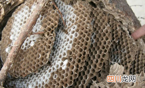 野生马蜂窝治风湿怎样用