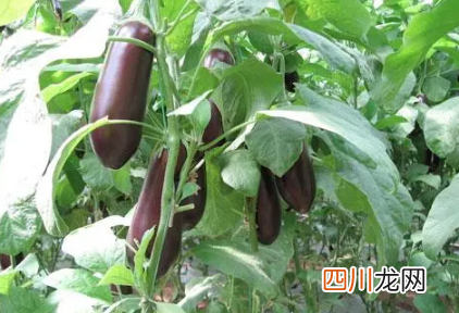 自己种的茄子老烂是咋回事
