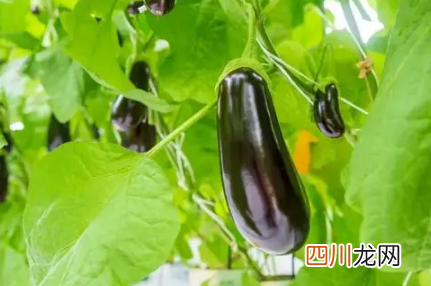自己种的茄子老烂是咋回事