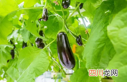 茄子生冻好还是熟冻好