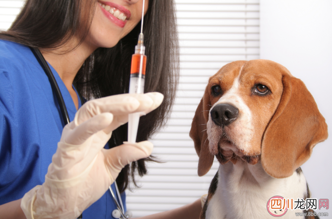 狂犬病到底有多可怕 关于狂犬病的知识科普