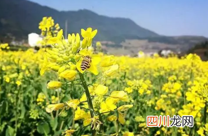 春季种植油菜花需要排水还是催熟