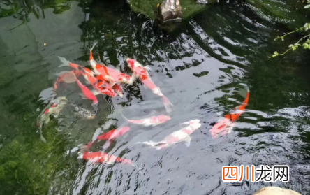锦鲤可以吃南瓜吗