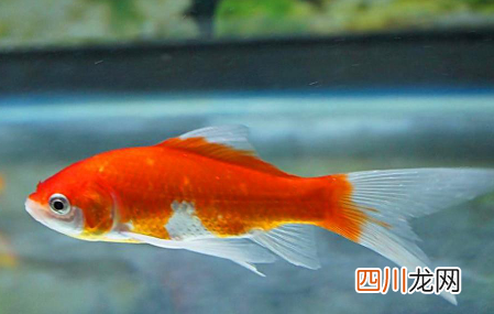 金鱼多长时间换一次水