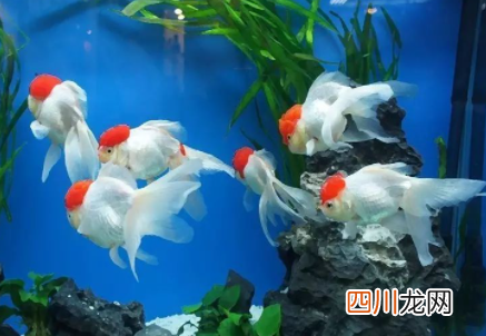 金鱼多长时间换一次水