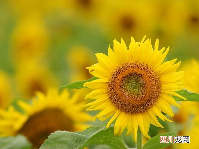 向日葵的花语和寓意是什么？很多人都不知道