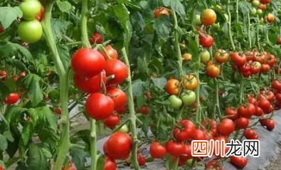 西红柿移栽缓苗需要几天