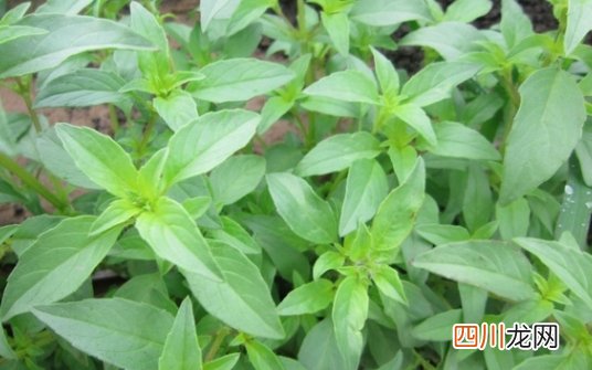 大叶荆芥几月份播种,喜阴还是喜阳 荆芥种植的时间和方法