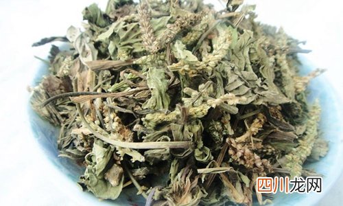 除了改善代谢还有更多功效 车前草的功效与作用