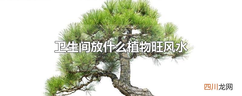 卫生间放什么植物旺风水