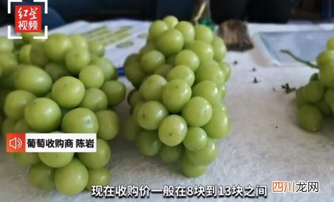 阳光玫瑰葡萄从每斤300元跌至10元,“葡萄界爱马仕”跌落神坛?