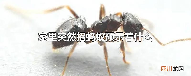 家里突然招蚂蚁预示着什么