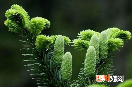 植物在室内怎么增加光照