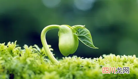 植物在室内怎么增加光照