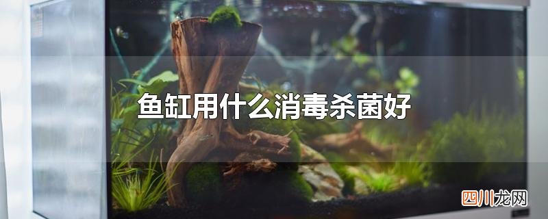 鱼缸用什么消毒杀菌好