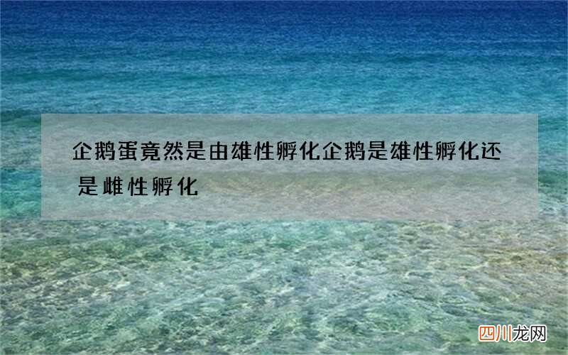 企鹅蛋竟然是由雄性孵化 企鹅是雄性孵化还是雌性孵化