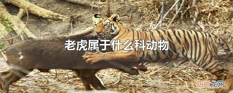 老虎属于什么科动物